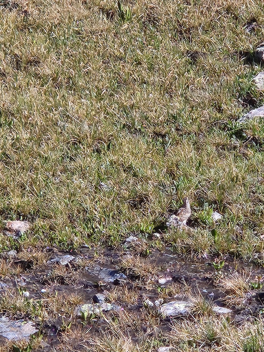 White-tailed Ptarmigan - ML597203281