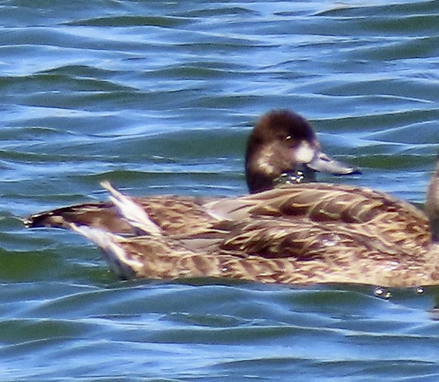 Lesser Scaup - ML597203421