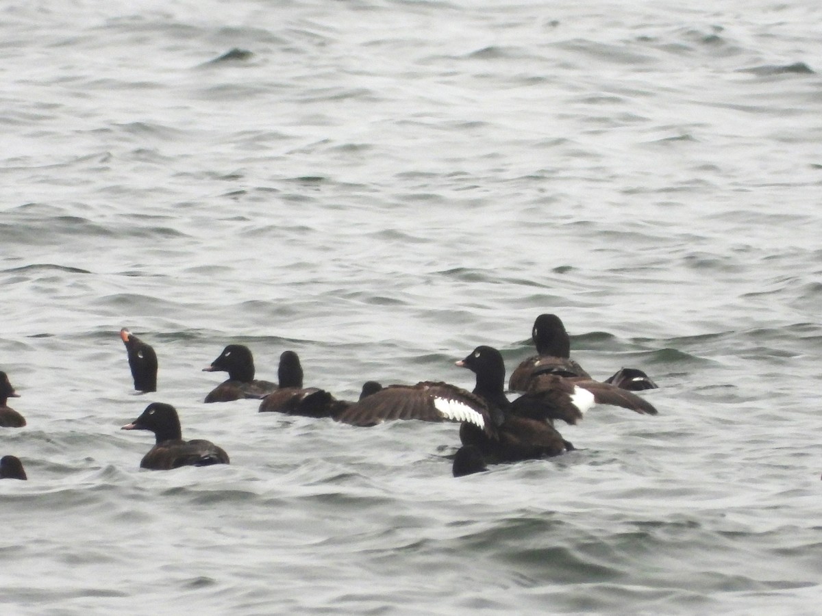 White-winged Scoter - ML597203501