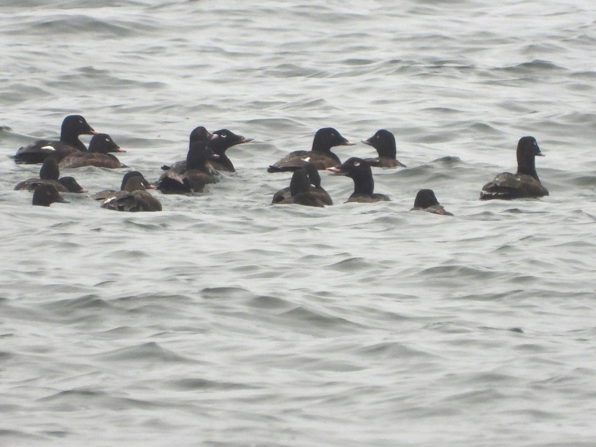 White-winged Scoter - ML597203591