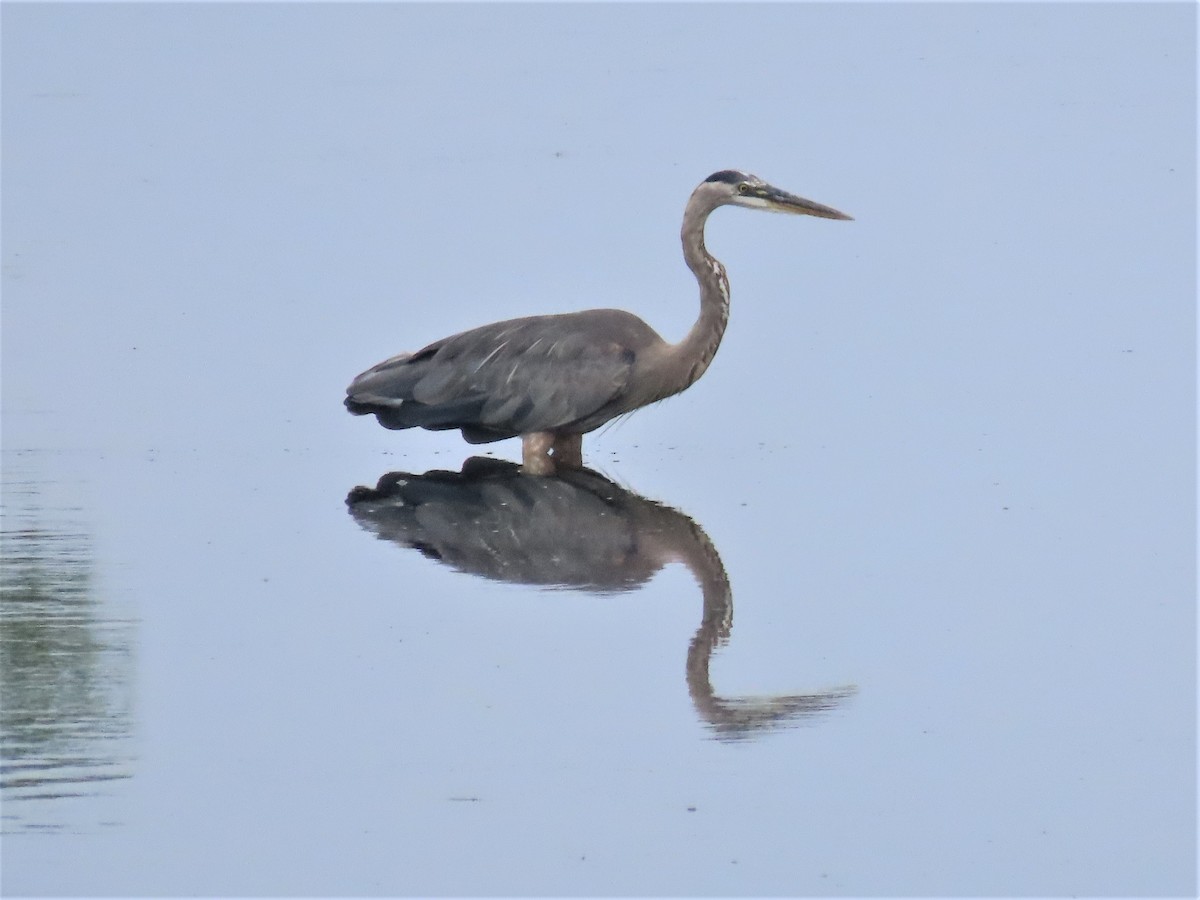 Great Blue Heron - ML597204201