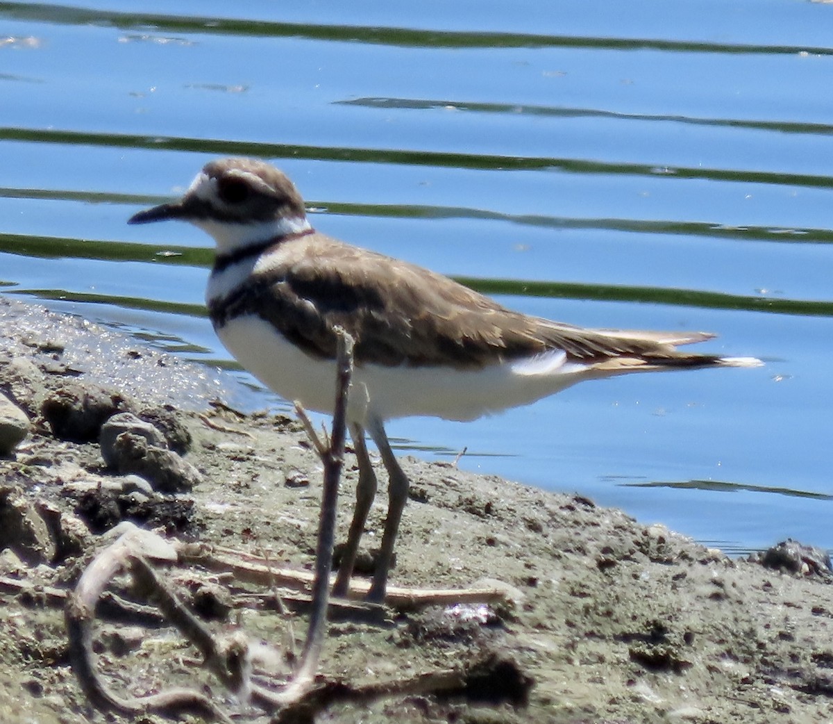 Killdeer - ML597204291