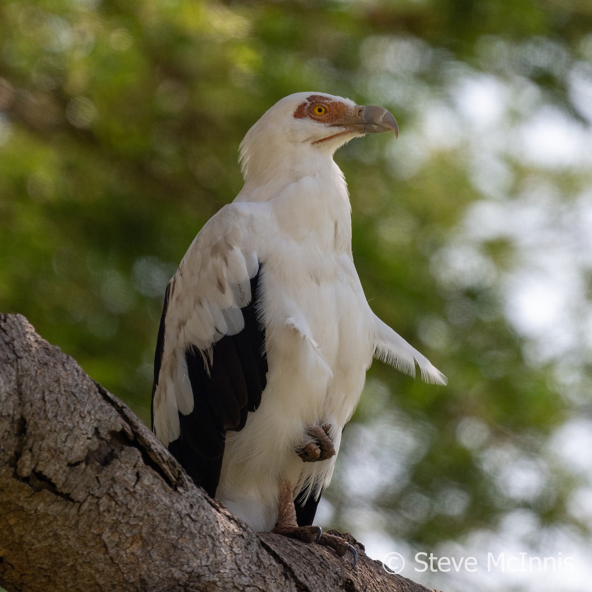 Palm-nut Vulture - ML597204481