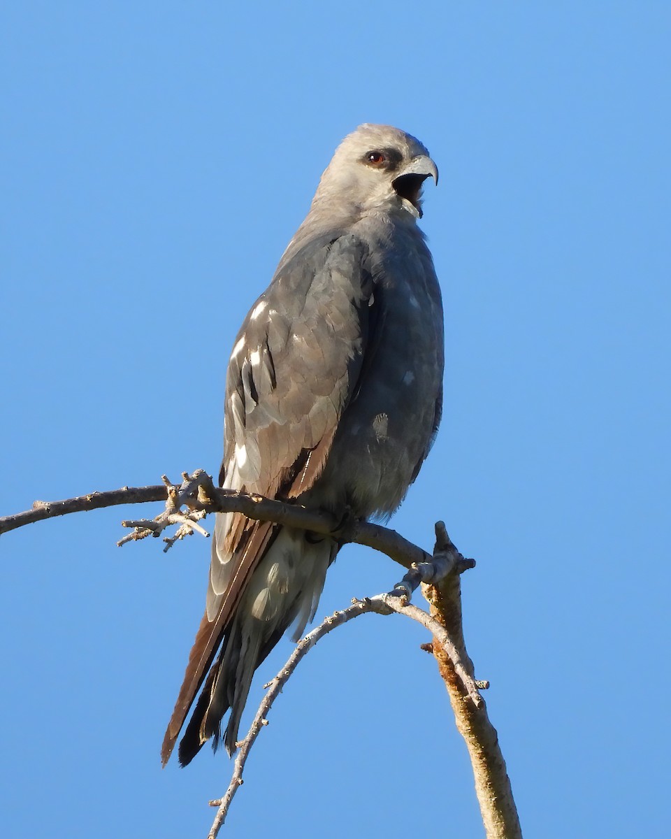 Mississippi Kite - ML597204491