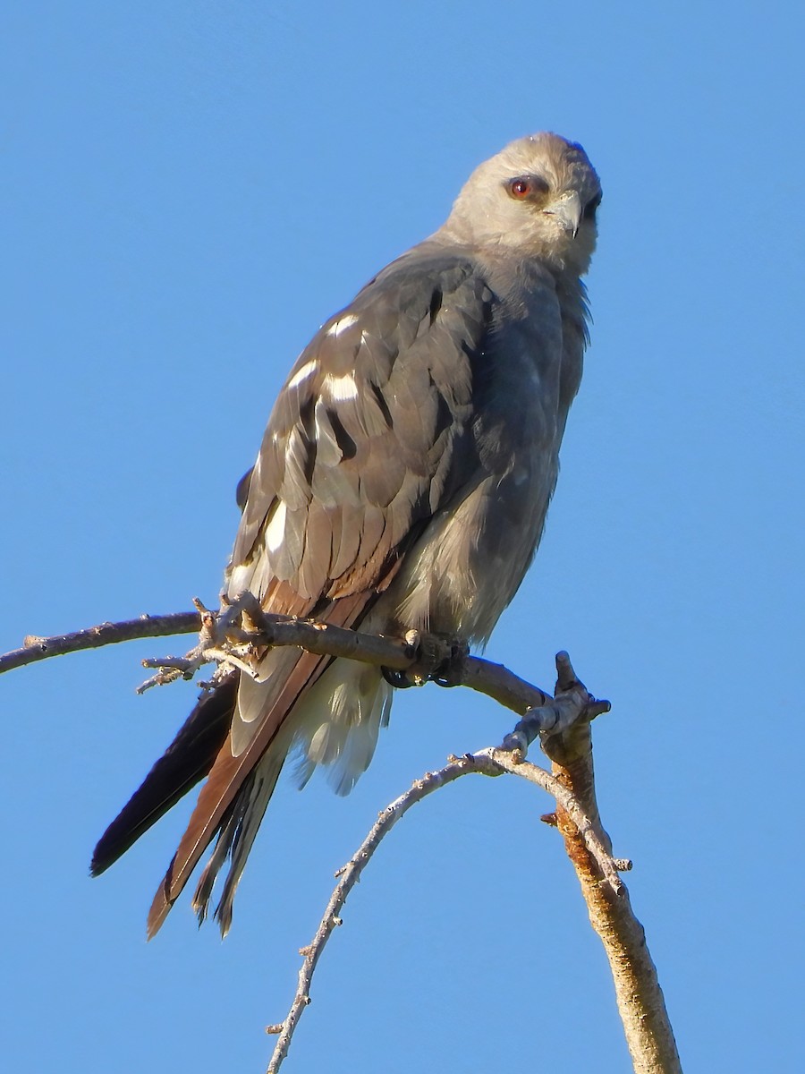 Mississippi Kite - ML597204691