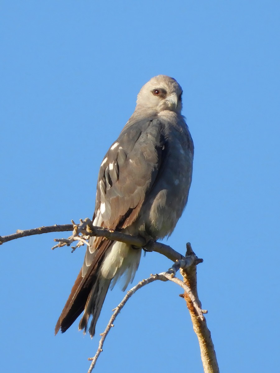 Mississippi Kite - ML597204711