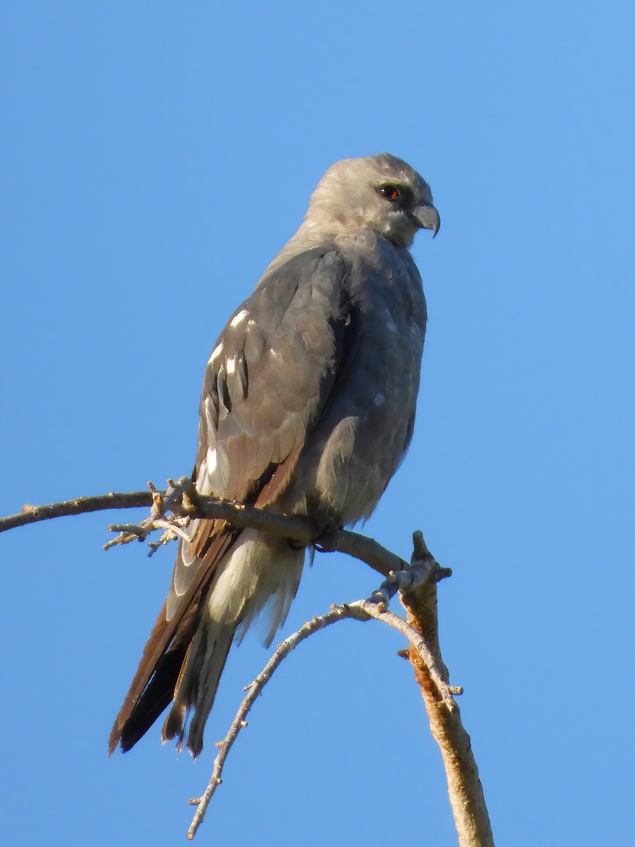 Mississippi Kite - ML597204731