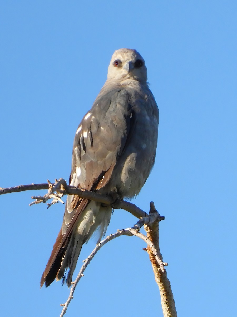 Mississippi Kite - ML597204741