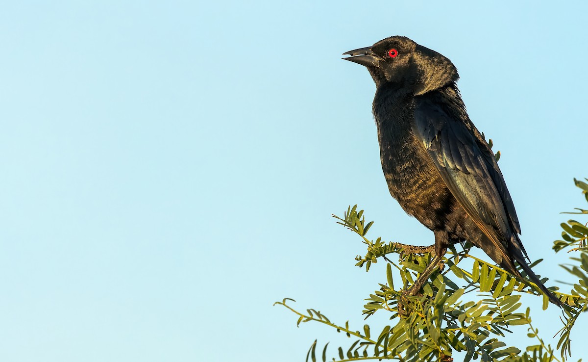 Bronzed Cowbird - ML597204751