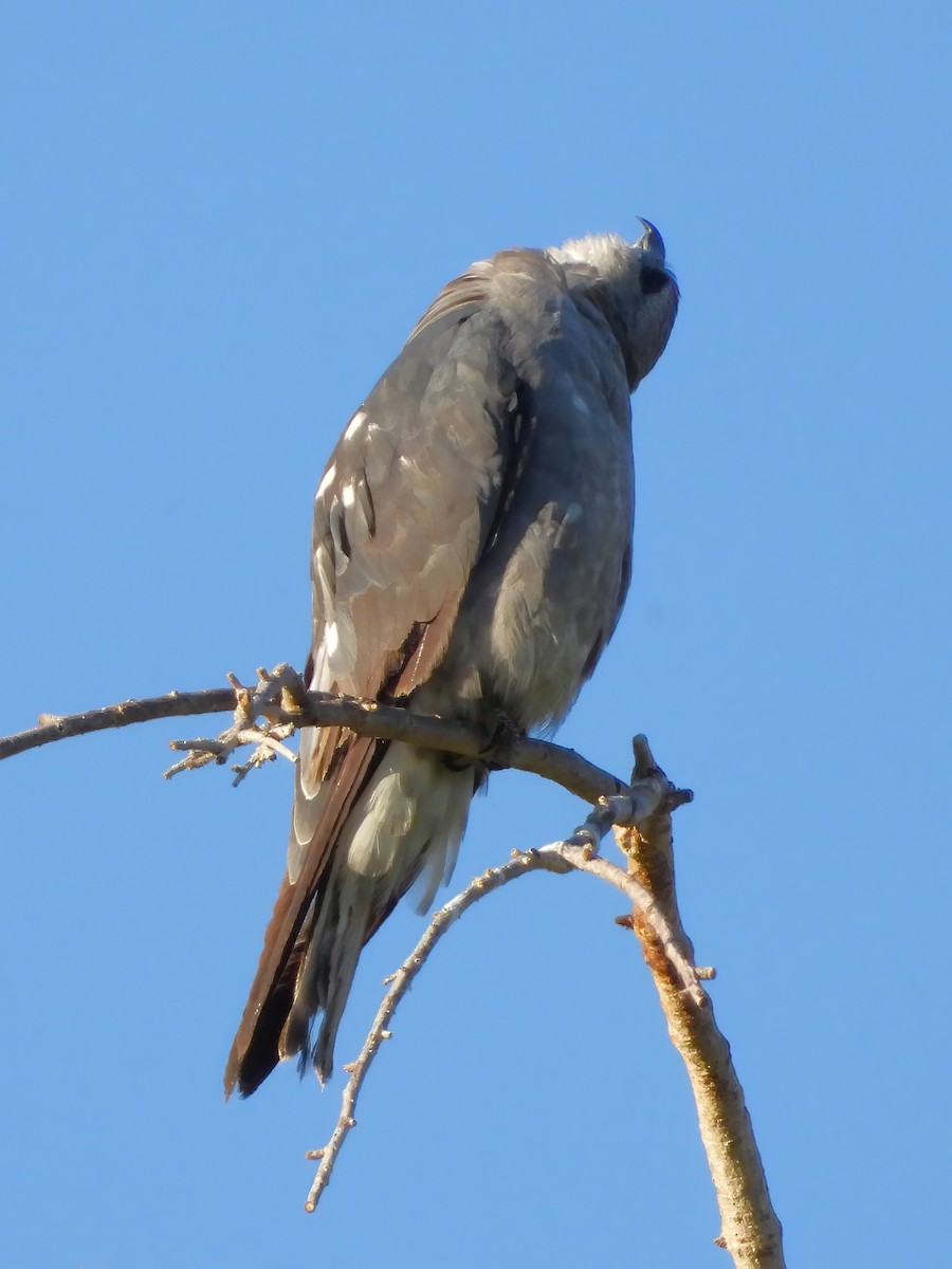 Mississippi Kite - Clayton  Peoples