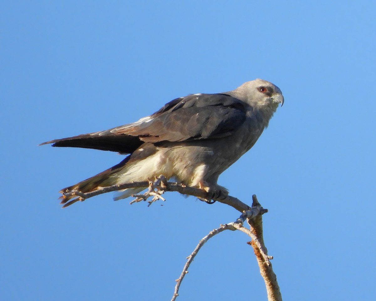 Mississippi Kite - ML597204771