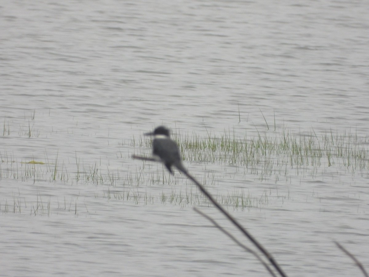 Martin-pêcheur d'Amérique - ML597204781