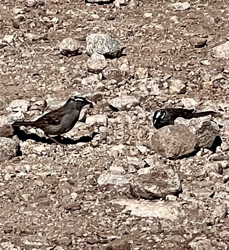 White-crowned Sparrow (oriantha) - ML597205771