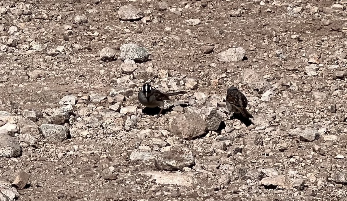 White-crowned Sparrow (oriantha) - ML597205781