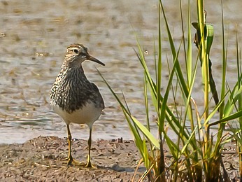 Graubrust-Strandläufer - ML597206761