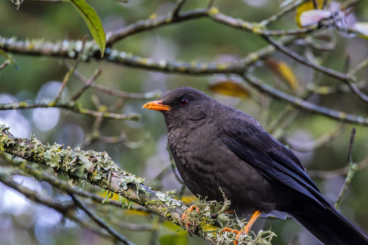 Great Thrush - Frank Dietze