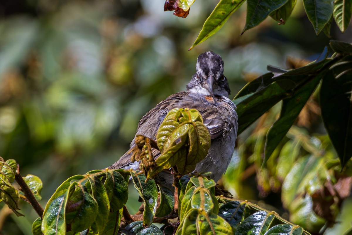 Rufous-collared Sparrow - ML597207381