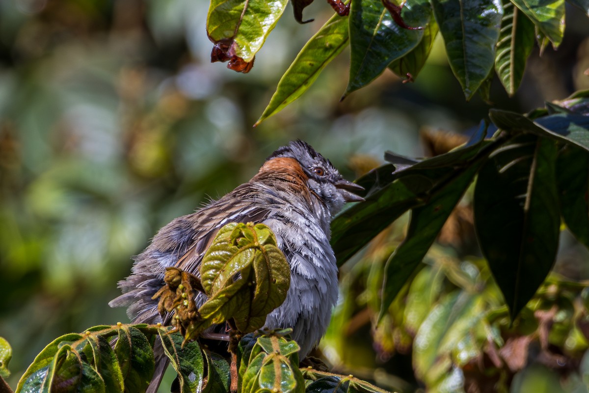 Rufous-collared Sparrow - ML597207391