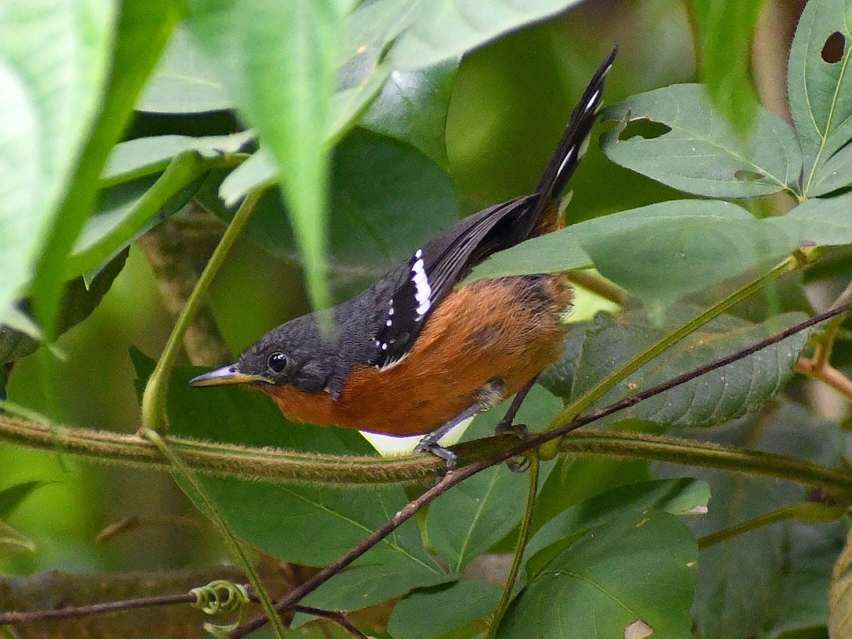 Dot-winged Antwren - ML597207691