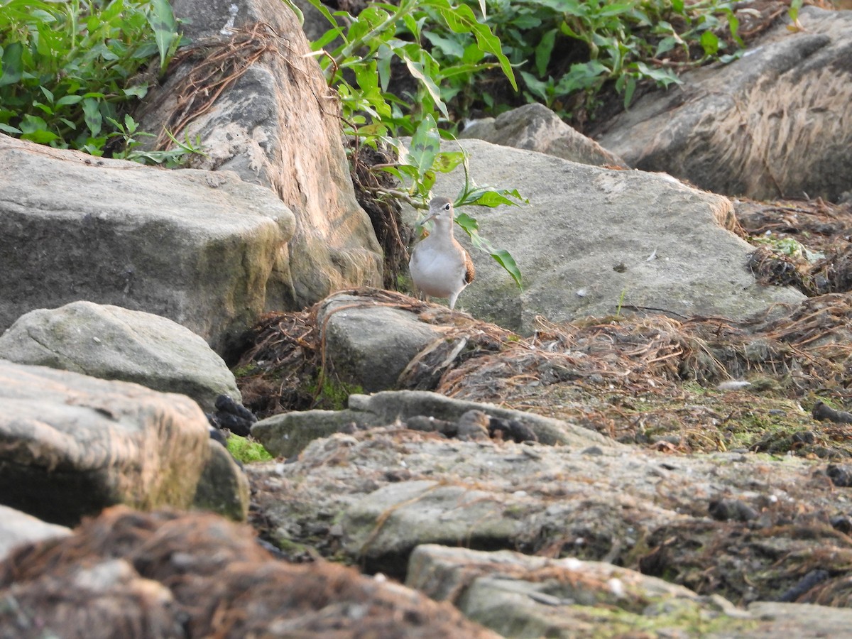 Spotted Sandpiper - Amanda & Matt Sloan