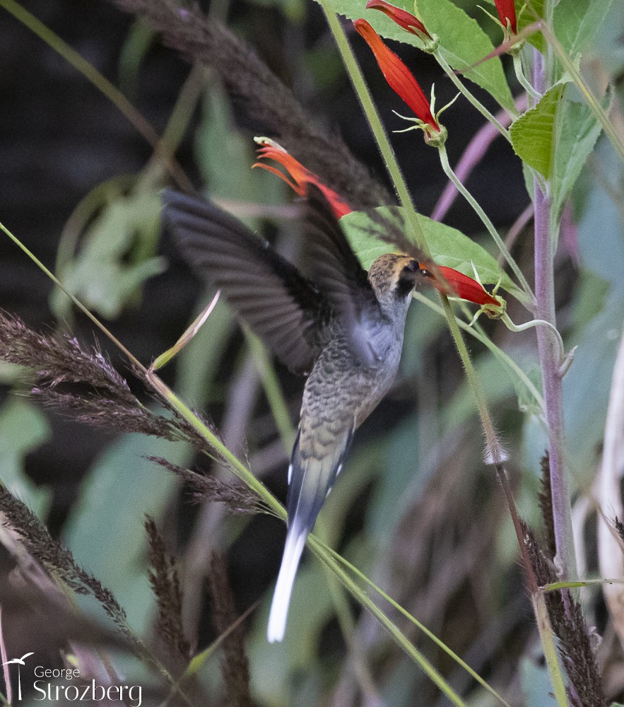 Scale-throated Hermit - ML597208721