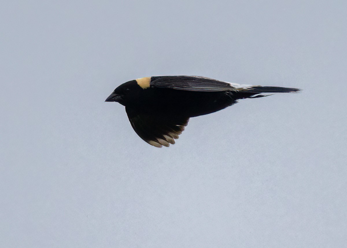 Bobolink - ML597209061