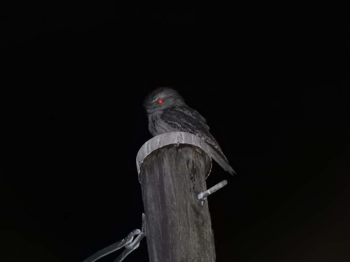 Tawny Frogmouth - Archer Callaway