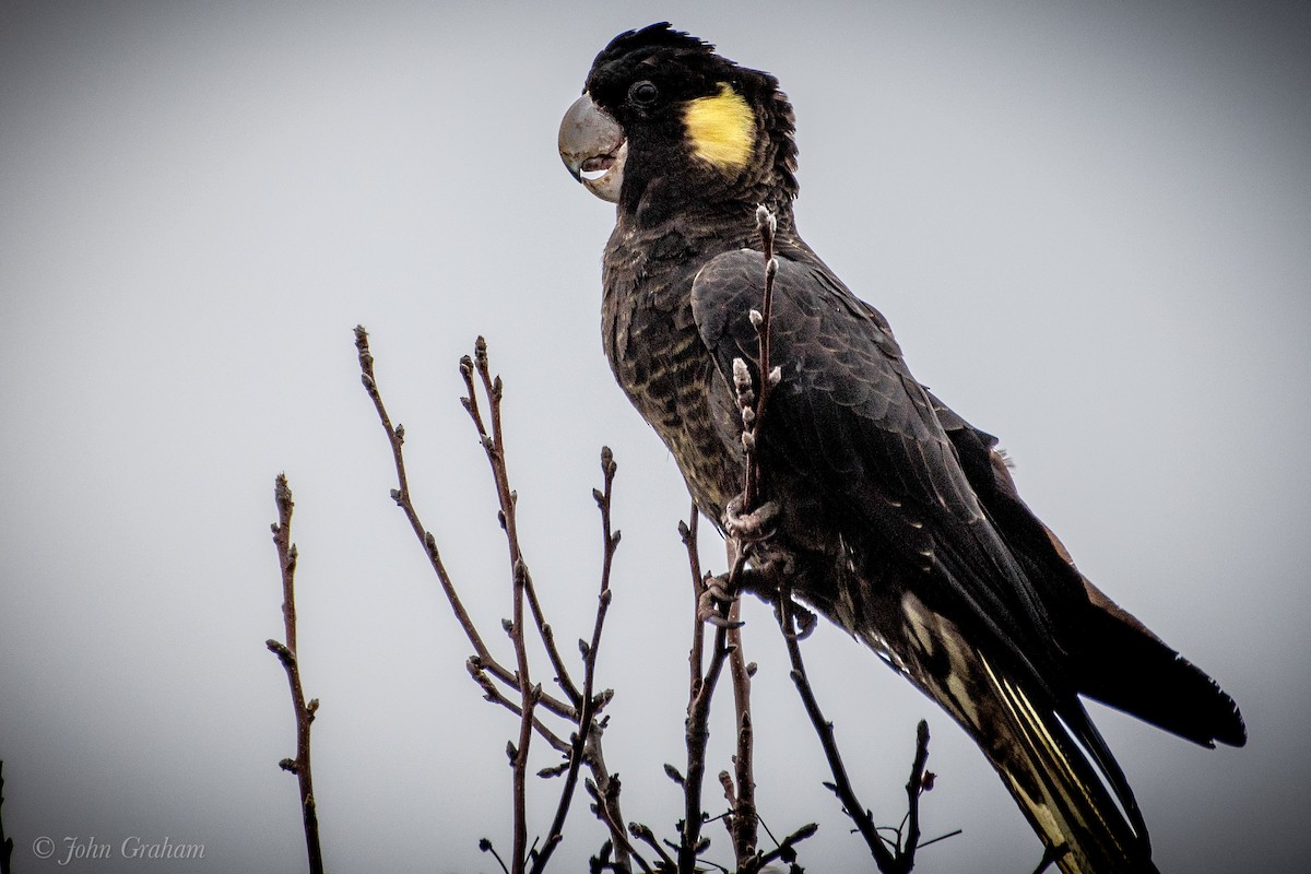 Cacatúa Fúnebre Coliamarilla - ML597211461