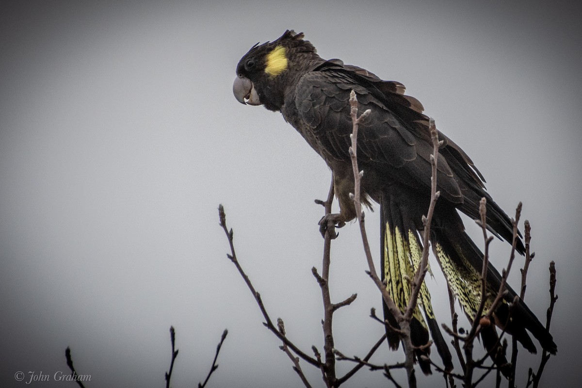 Cacatúa Fúnebre Coliamarilla - ML597211471