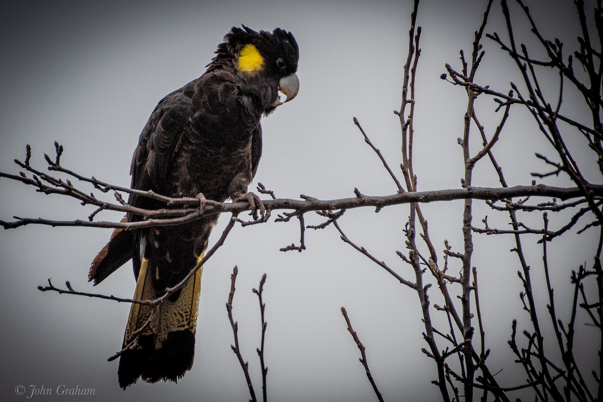 Cacatúa Fúnebre Coliamarilla - ML597211481