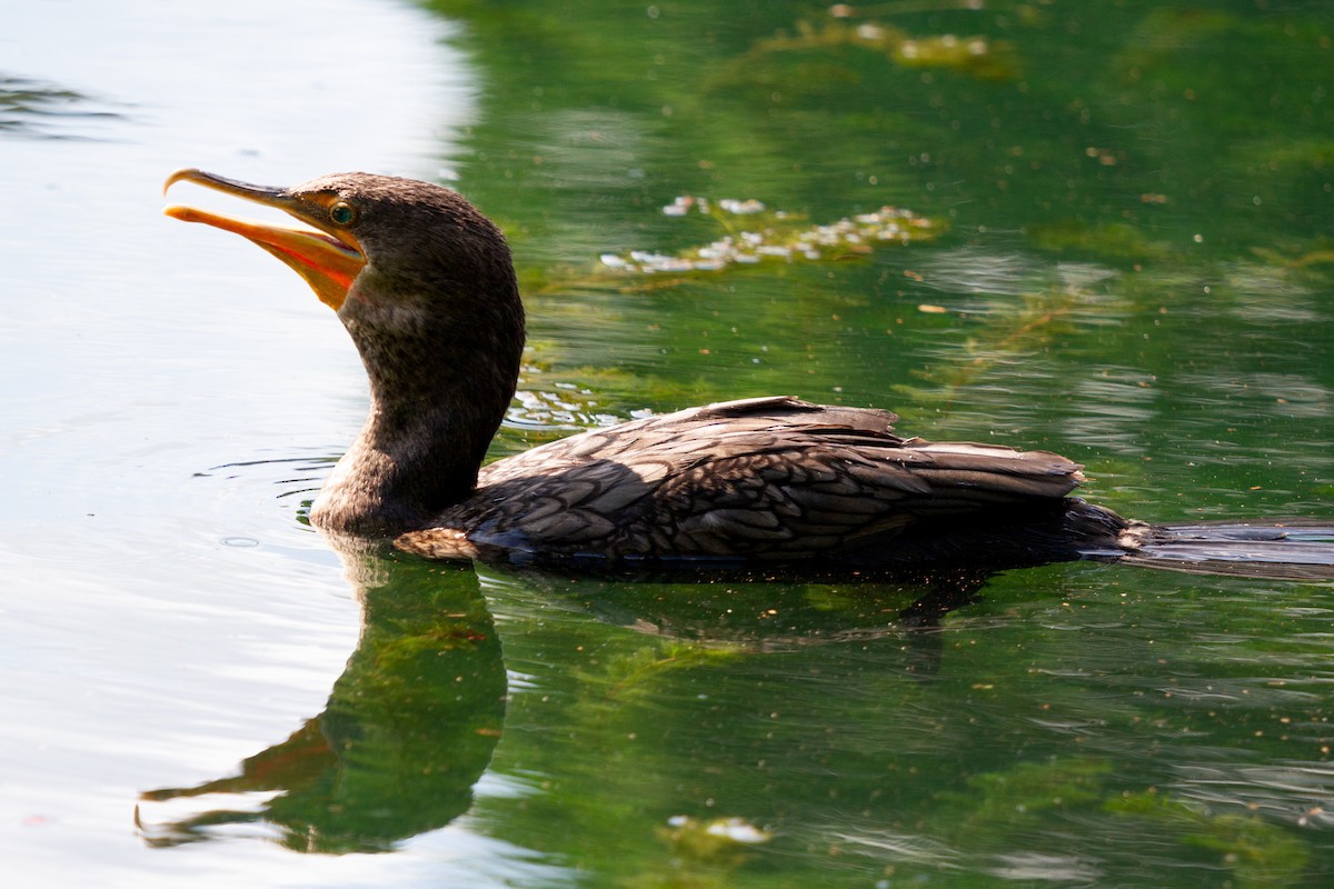 Double-crested Cormorant - Michèle Delisle