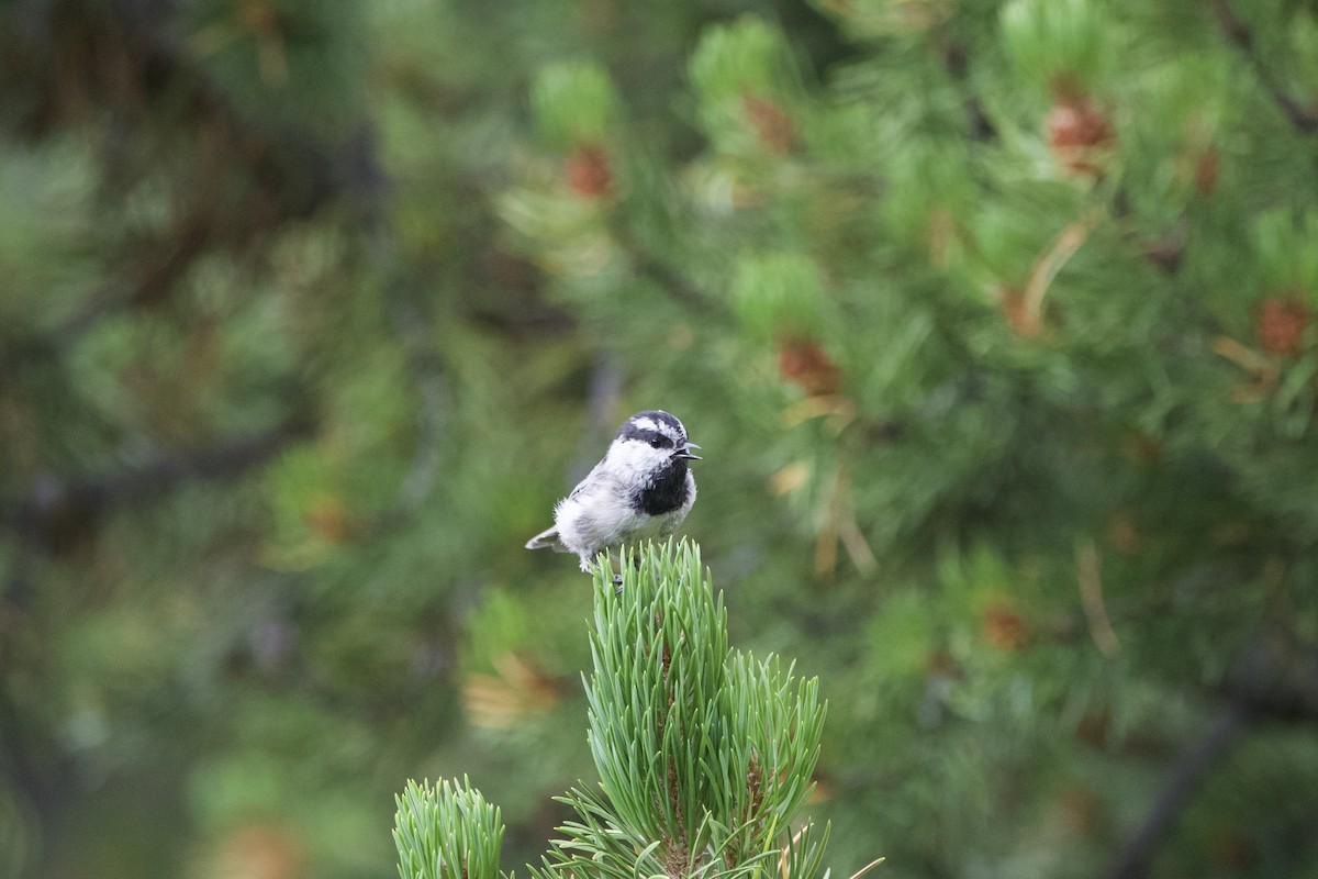 Mountain Chickadee - ML597212801