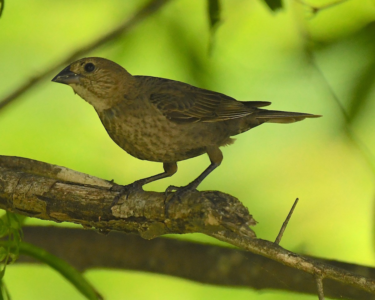 Brown-headed Cowbird - ML597214261