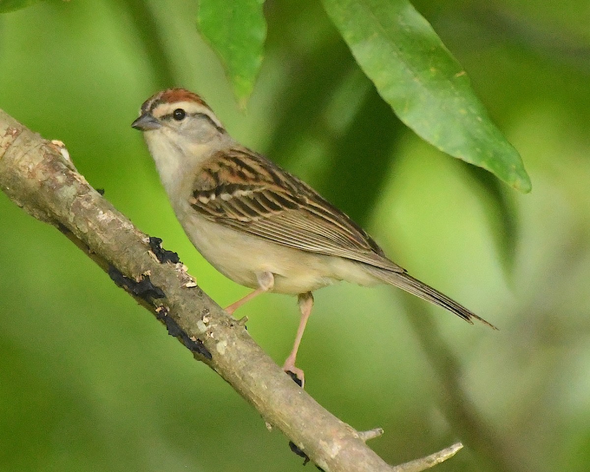 Chipping Sparrow - ML597214721