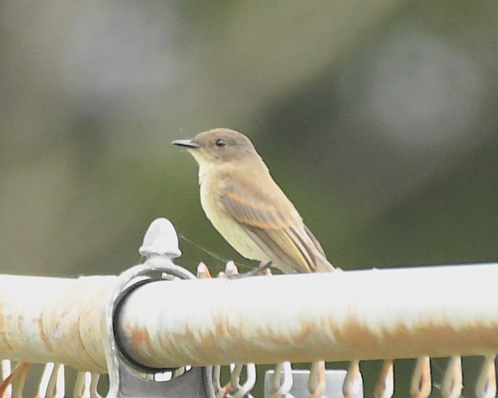 Eastern Phoebe - ML597215101