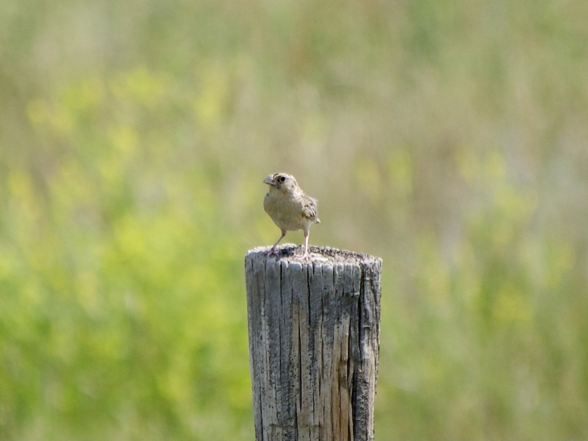 Grasshopper Sparrow - ML597215721