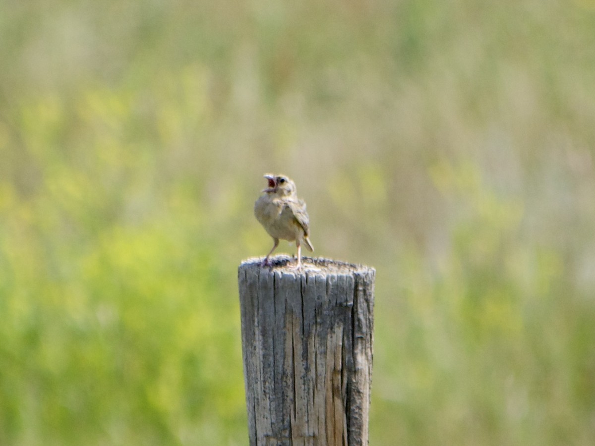 Grasshopper Sparrow - ML597215731