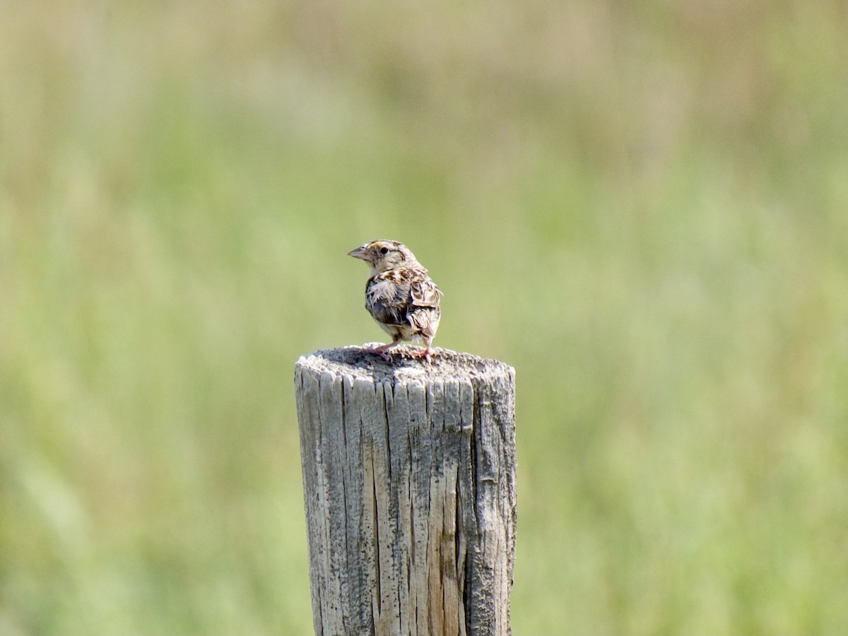 Grasshopper Sparrow - ML597215741