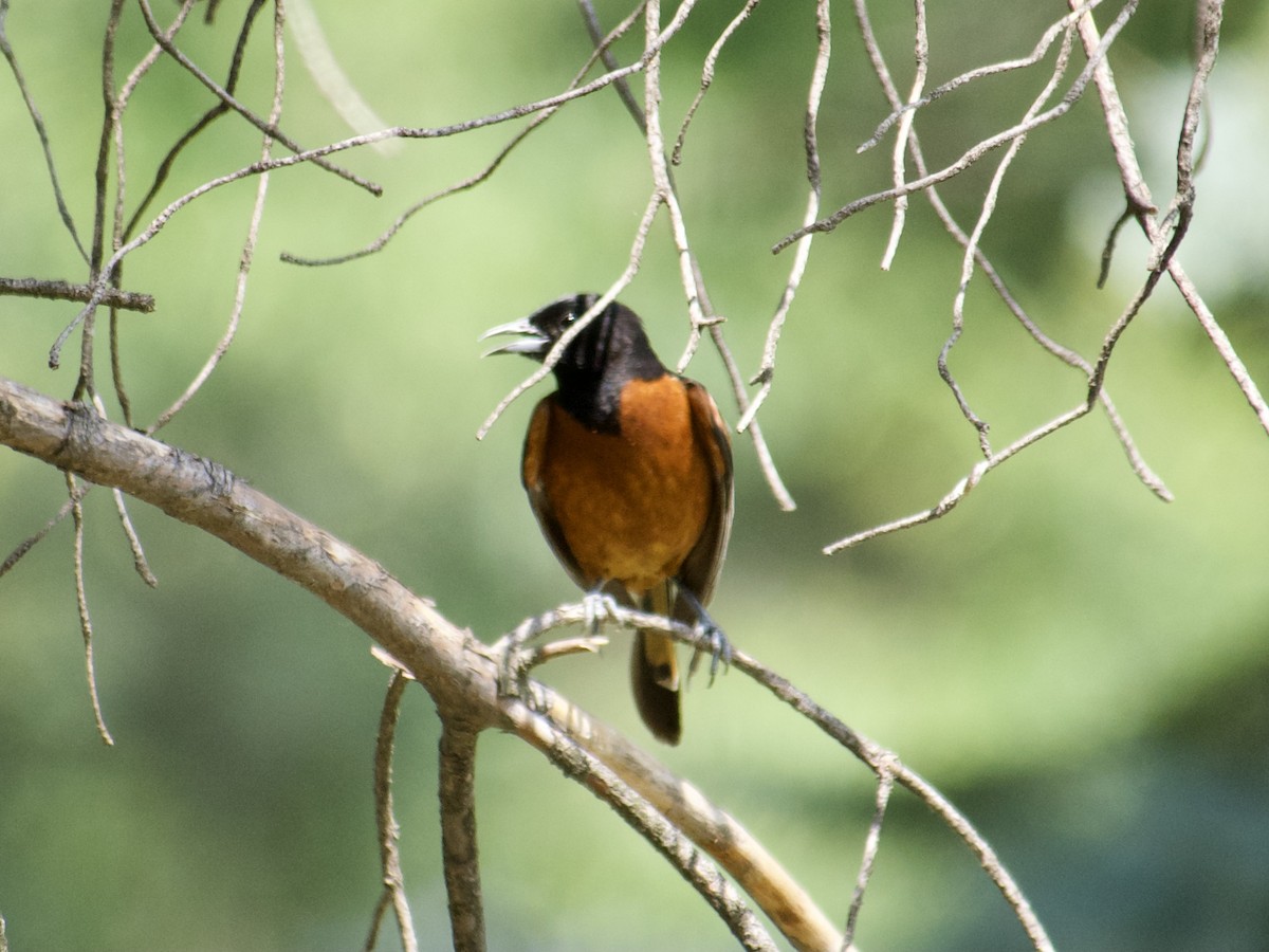 Orchard Oriole - ML597215831