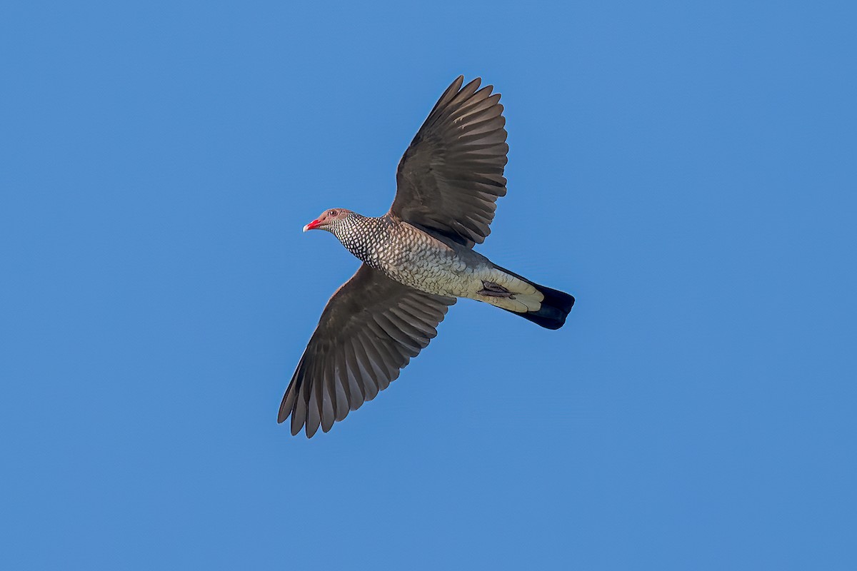 holub šupinkový - ML597216201