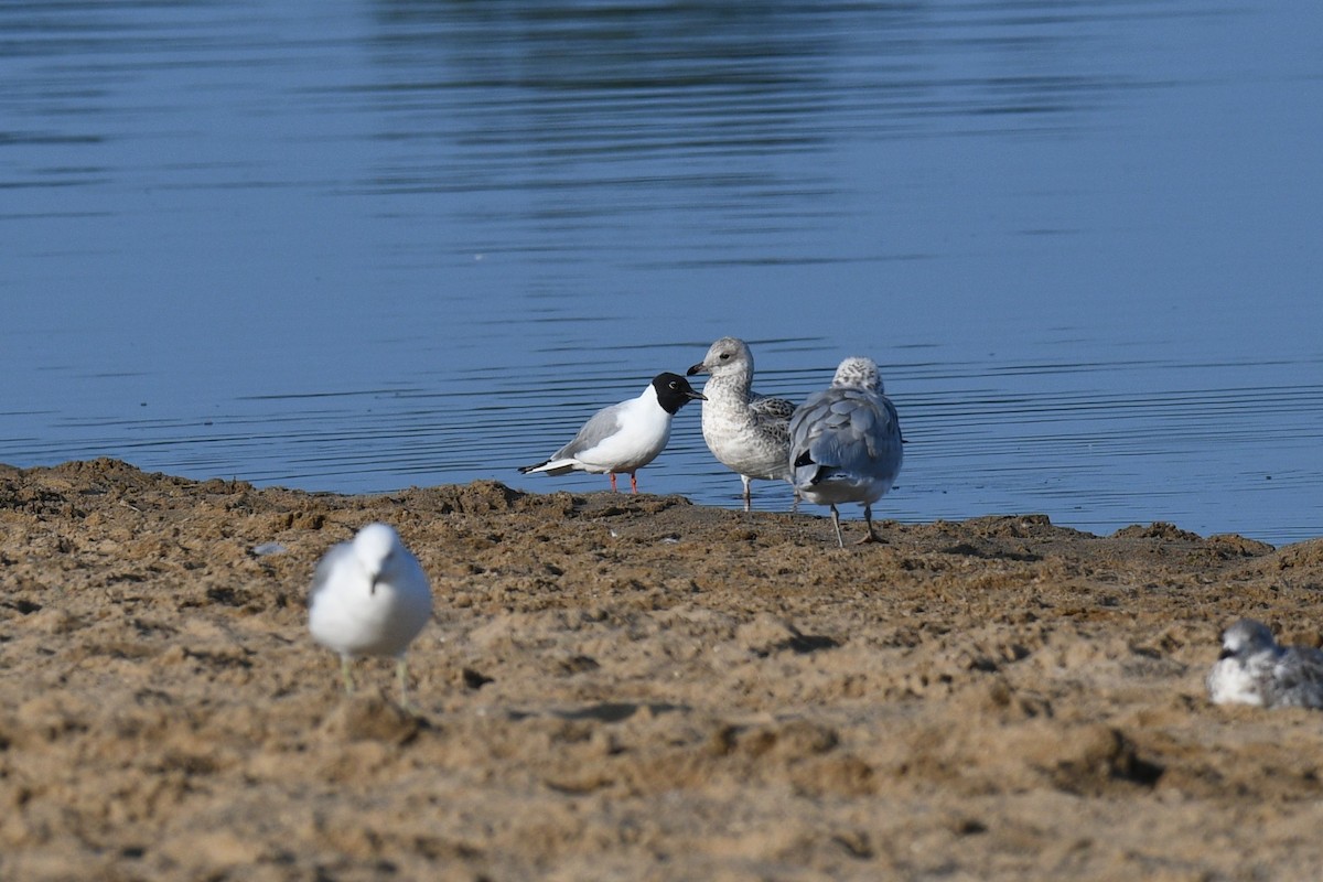 Bonaparte's Gull - Chuck Weber