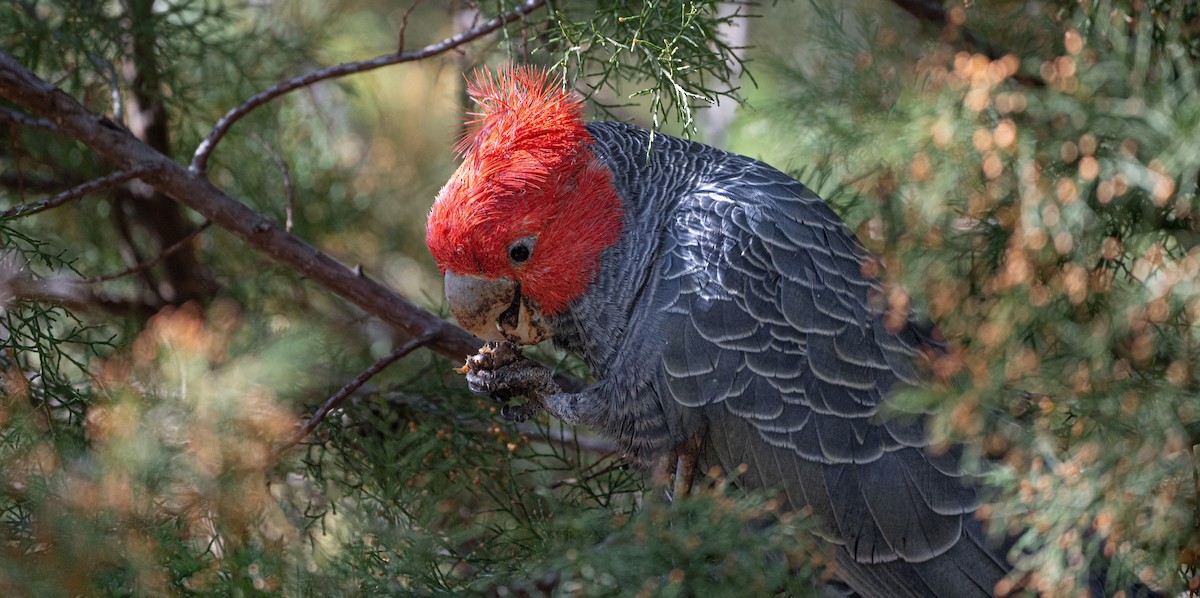 Gang-gang Cockatoo - Ben Milbourne