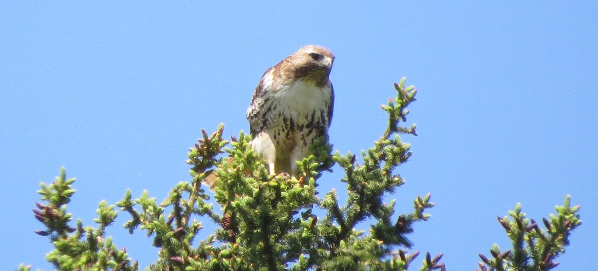 Red-tailed Hawk - ML59722011