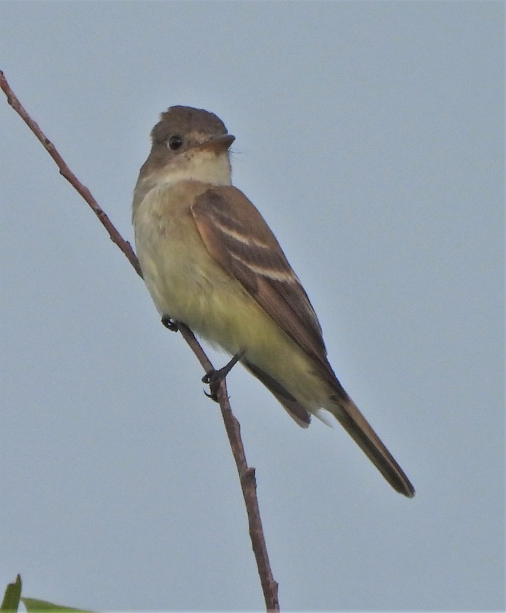 Willow Flycatcher - Paul McKenzie