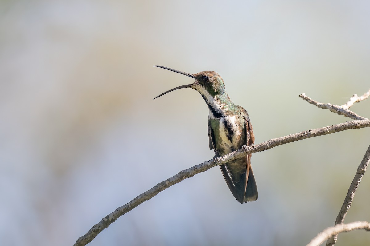 Black-throated Mango - ML597220291