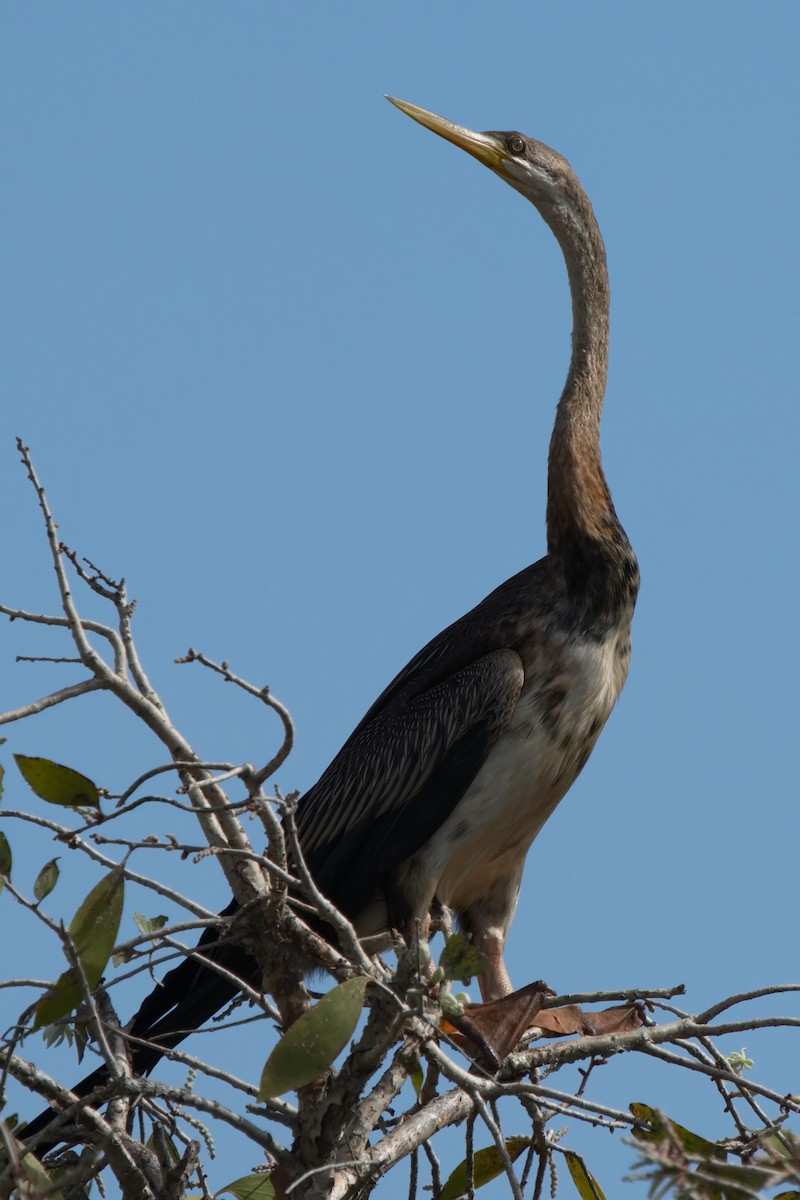 Austral-Schlangenhalsvogel - ML597222051