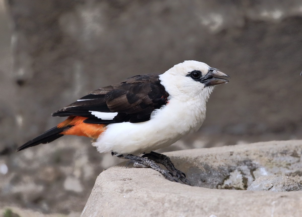 White-headed Buffalo-Weaver - ML597222231