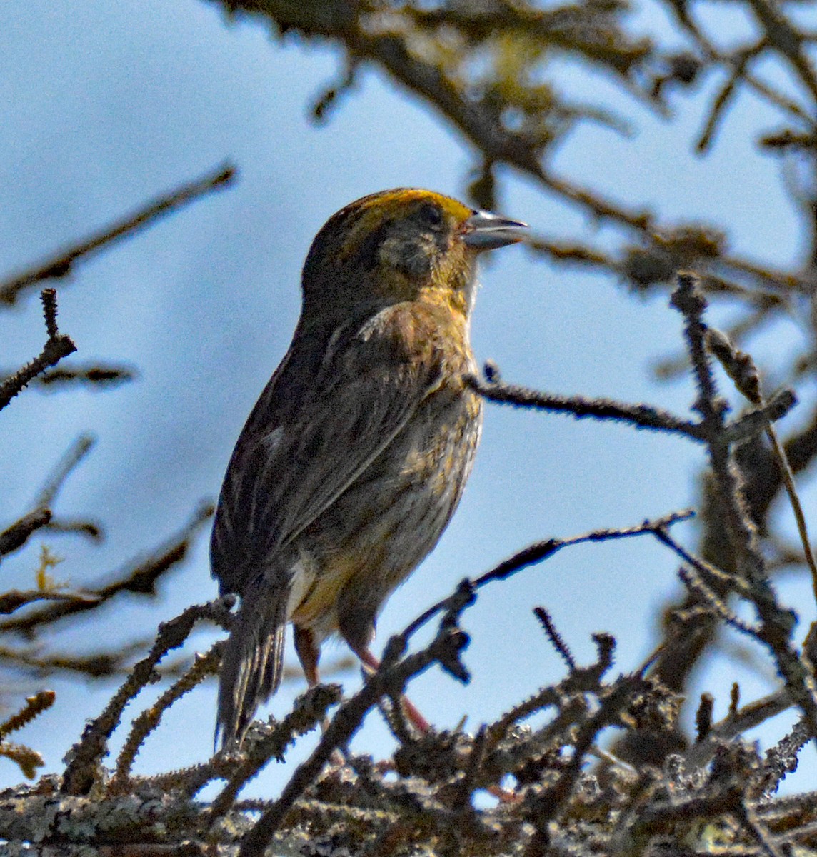 Nelson's Sparrow (Atlantic Coast) - ML597222481