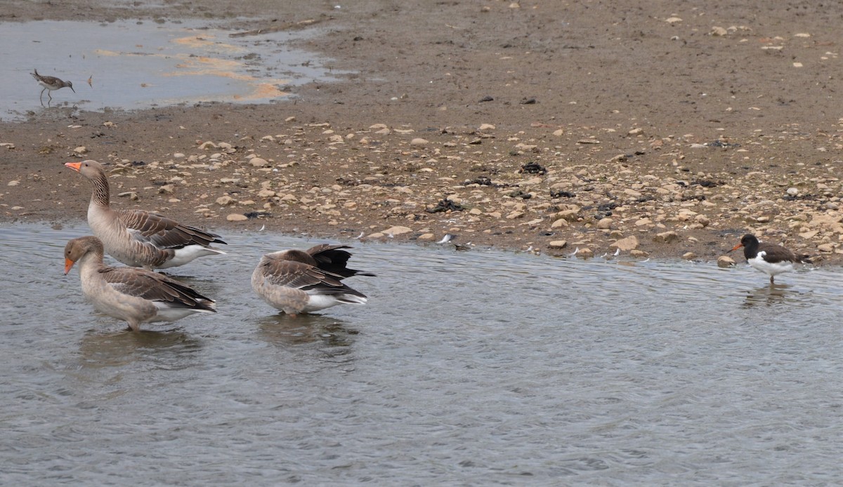 Graylag Goose - Henry deJong