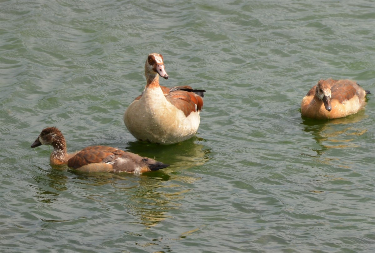 Egyptian Goose - Henry deJong